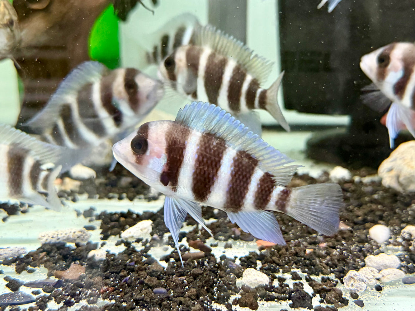 * Cichlids * Cyphotilapia Frontosa Burundi 10cm Captive Bred