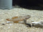 * Other Species * Rhinogobius Zhoui (Zhoui Goby) 3-4cm