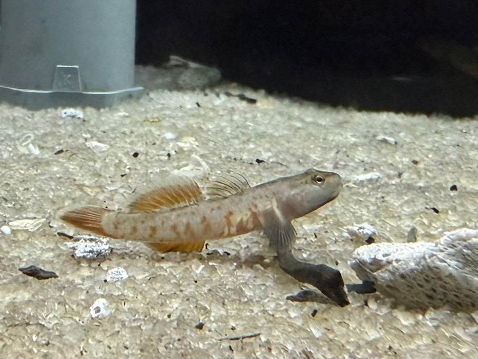 * Other Species * Rhinogobius Zhoui (Zhoui Goby) 3-4cm