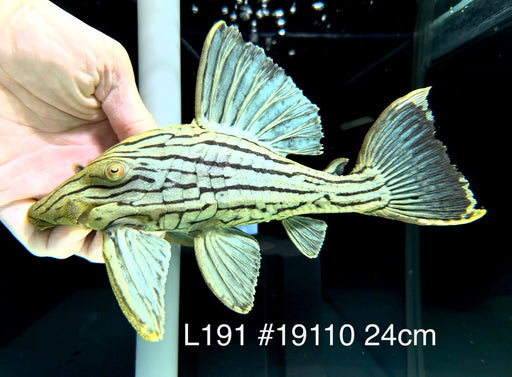 * Pleco *  Panaque nigrolineatus (L191) 24cm #19110 (Actual piece)