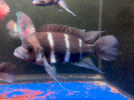 * Cichlids * Cyphotilapia Frontosa Burundi (20-26cm)