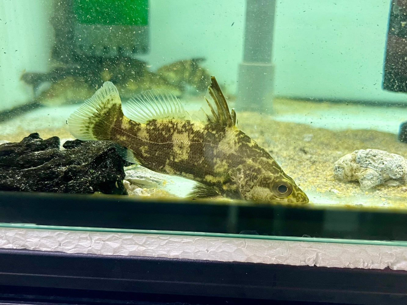 * Other Species * Lates Niloticus 'Congo' (Royal Congo Perch) 9-11cm