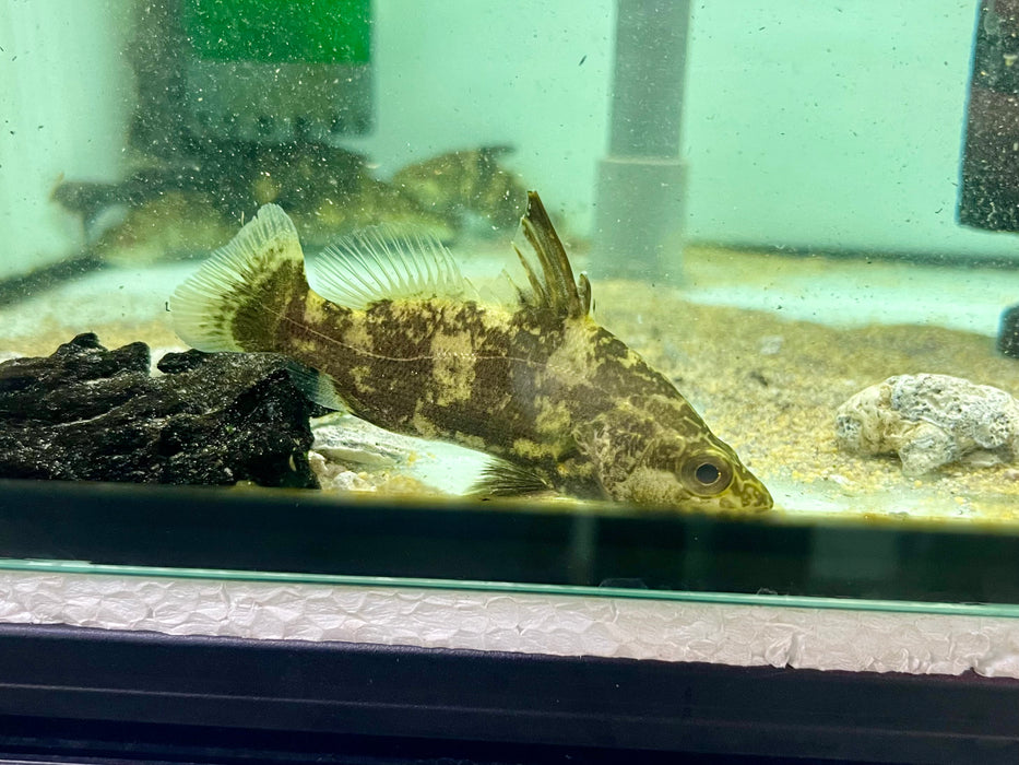 * Other Species * Lates Niloticus 'Congo' (Royal Congo Perch) 9-11cm