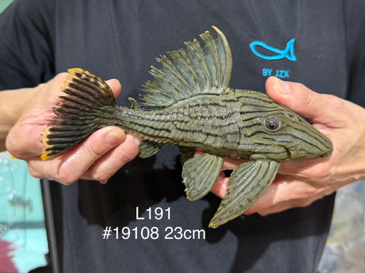 * Pleco *  Panaque nigrolineatus (L191) 23cm #19108 (Actual piece)