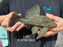 * Pleco *  Panaque nigrolineatus (L191) 23cm #19108 (Actual piece)