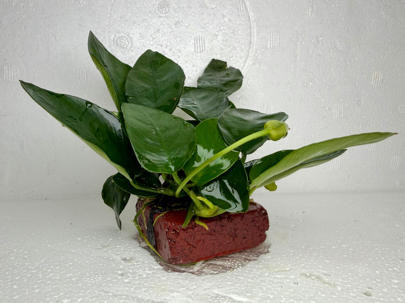 * Plants * Anubias Nana on Rock #20