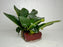* Plants * Anubias Nana on Rock #20