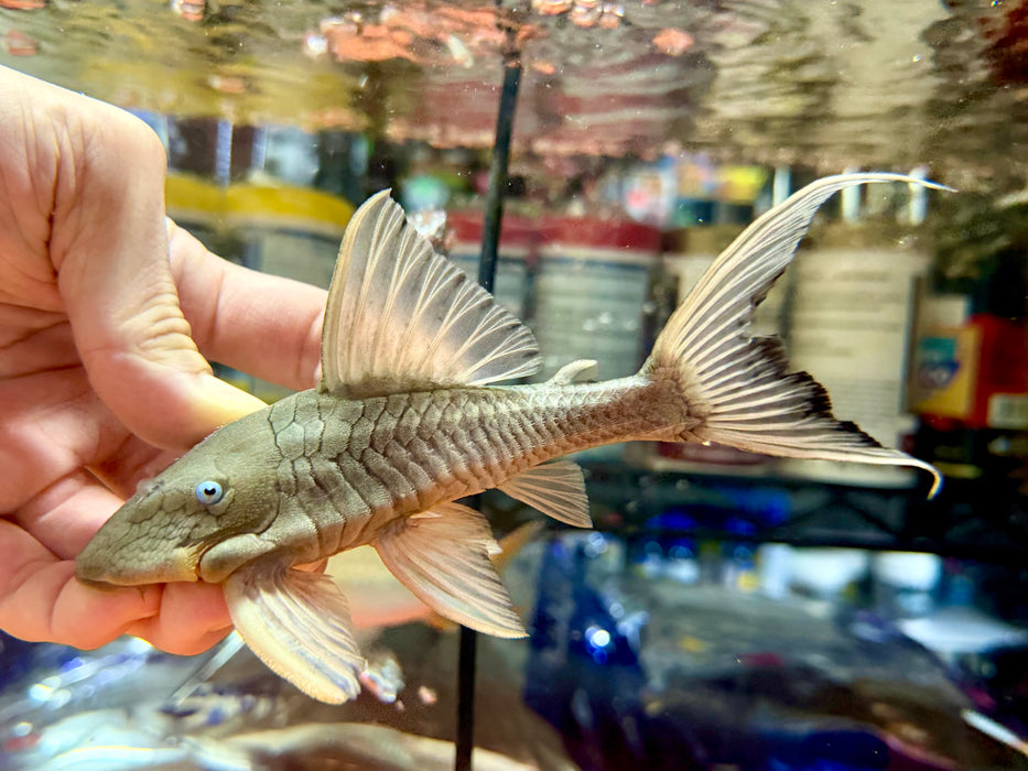 * Pleco *  Blue Eye Cochlidon (BEC) 16cm #Bec11 (Actual piece)