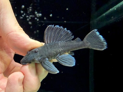 * Pleco * L239 7-8cm