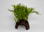 * Plants* Java Fern on Round coconut husk (cave) #JFRC11