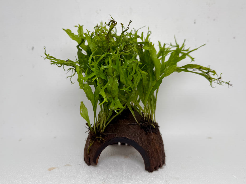 * Plants* Java Fern on Round coconut husk (cave) #JFRC11