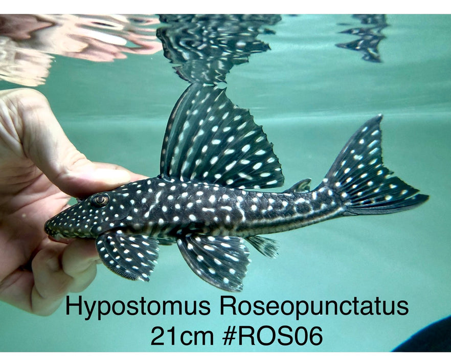* Pleco *  Hypostomus Roseopunctatus 21cm #ROS06 (Actual piece)