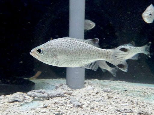 * Other Species * Kuhlia Rupestri (Jungle Perch) 6-8cm