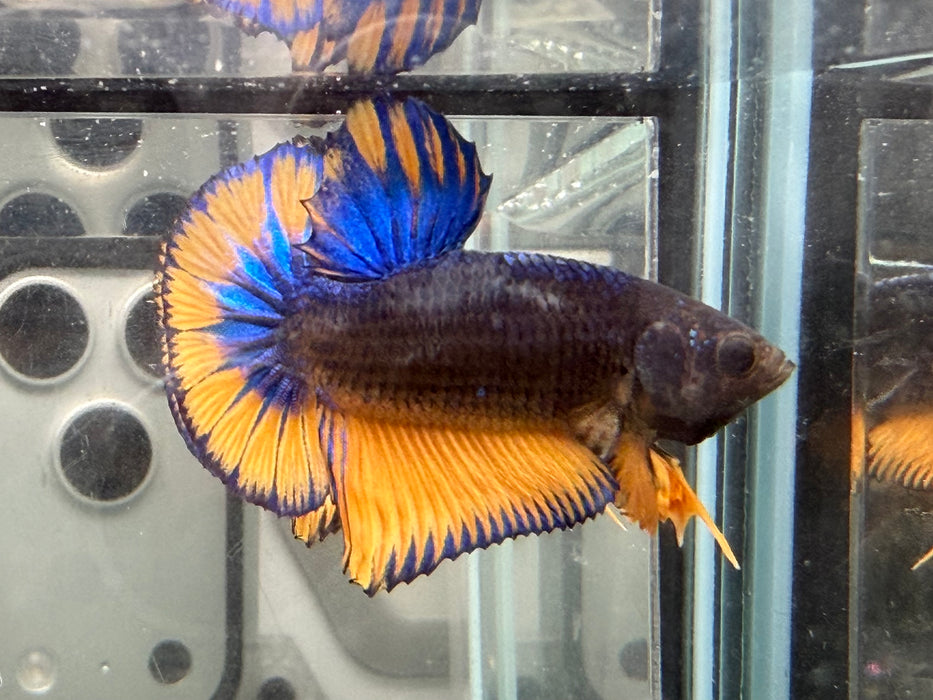 * Betta * HMPK (Actual Fish) #52