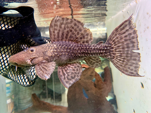 * Pleco *  L185 25cm #185001 (Actual piece)