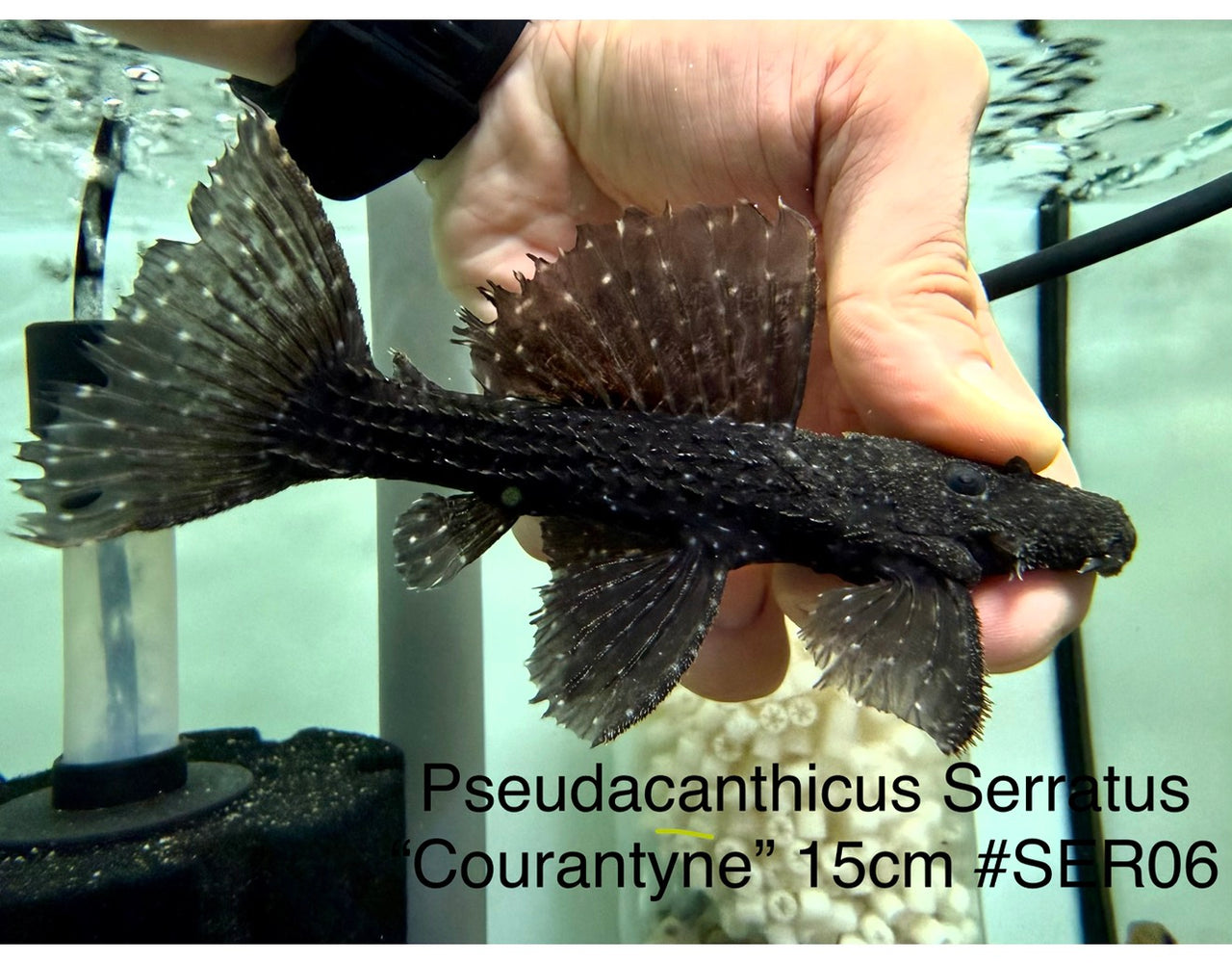 * Pleco * Pseudacanthicus Serratus “Courantyne” 15cm #SER06 (Actual Piece)