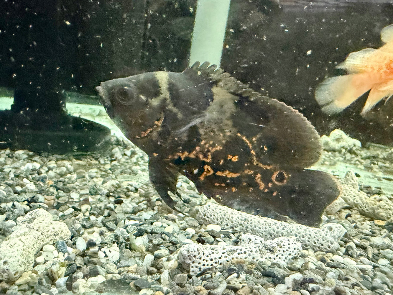 * Cichlids * Astronotus Ocellatus Tiger (Tiger Oscar) 9-11cm