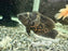 * Cichlids * Astronotus Ocellatus Tiger (Tiger Oscar) 9-11cm