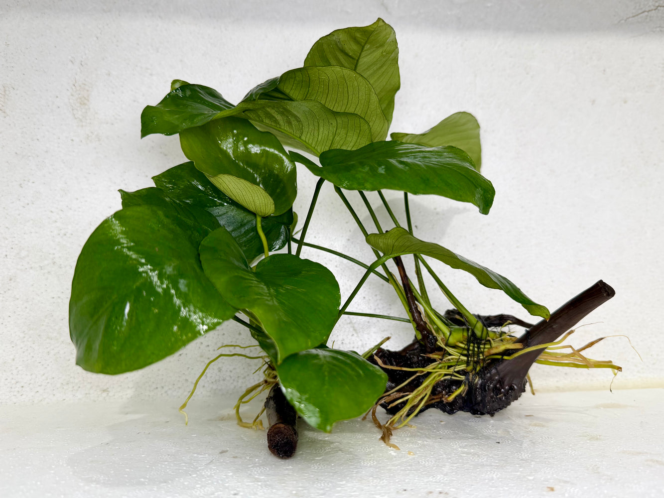 * Plants* Anubias Nana on Spider wood #23