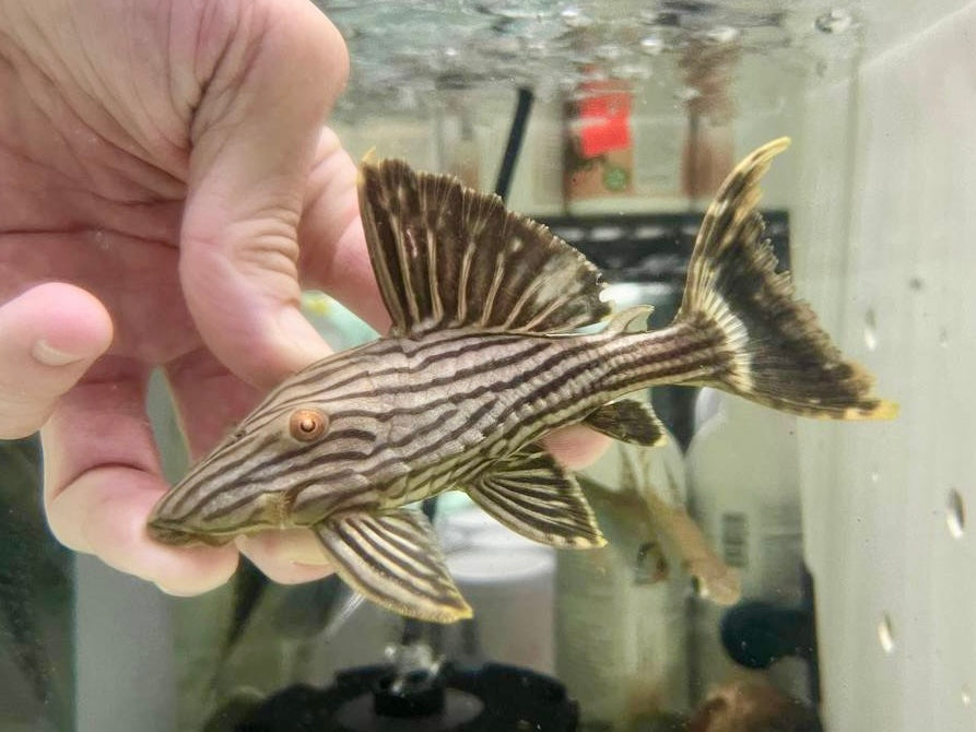 * Pleco *  Panaque nigrolineatus (L190) 13-15cm