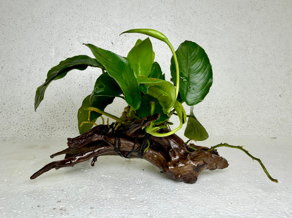 * Plants* Anubias Nana on Spider wood #21