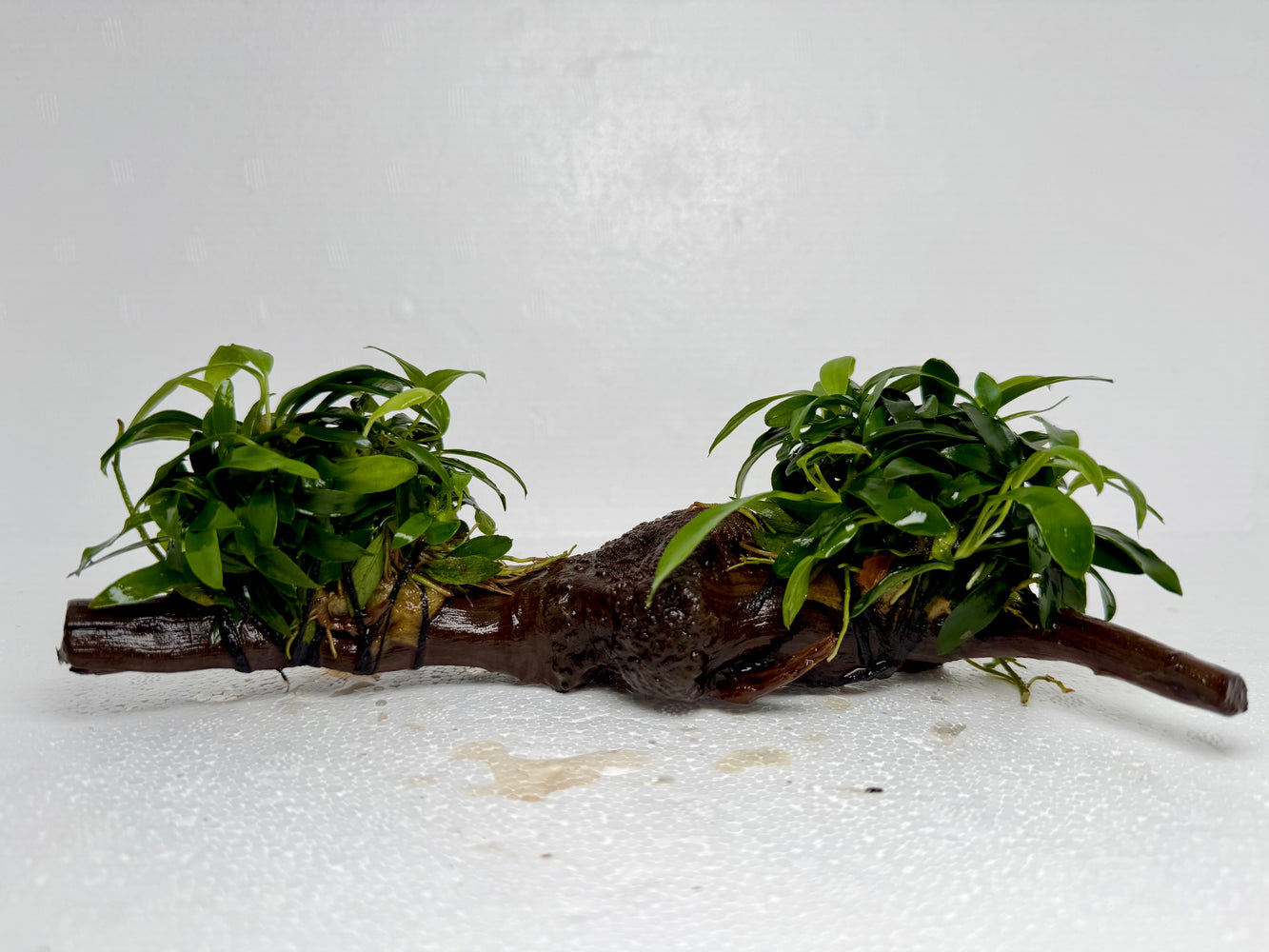 * Plants* Anubias Glabra on Spiderwood #70