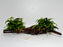 * Plants* Anubias Glabra on Spiderwood #70