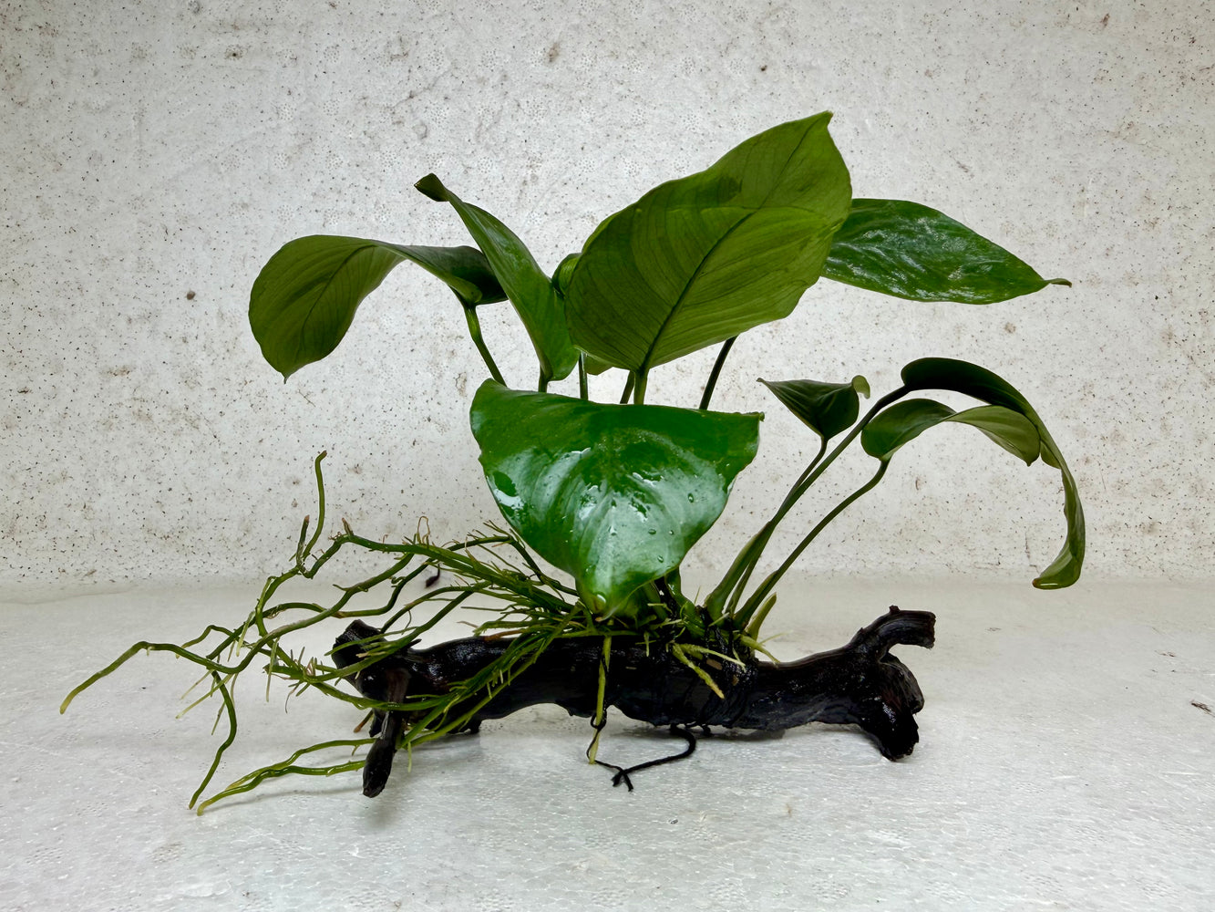* Plants * Anubias Nana on Spiderwood #170