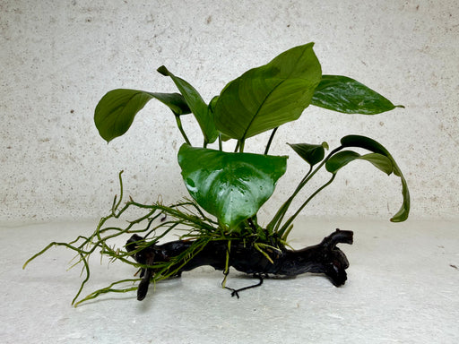 * Plants * Anubias Nana on Spiderwood #170