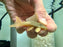 * Pleco *  Baryancistrus Demantoides (L200 High Fin) 6-8cm