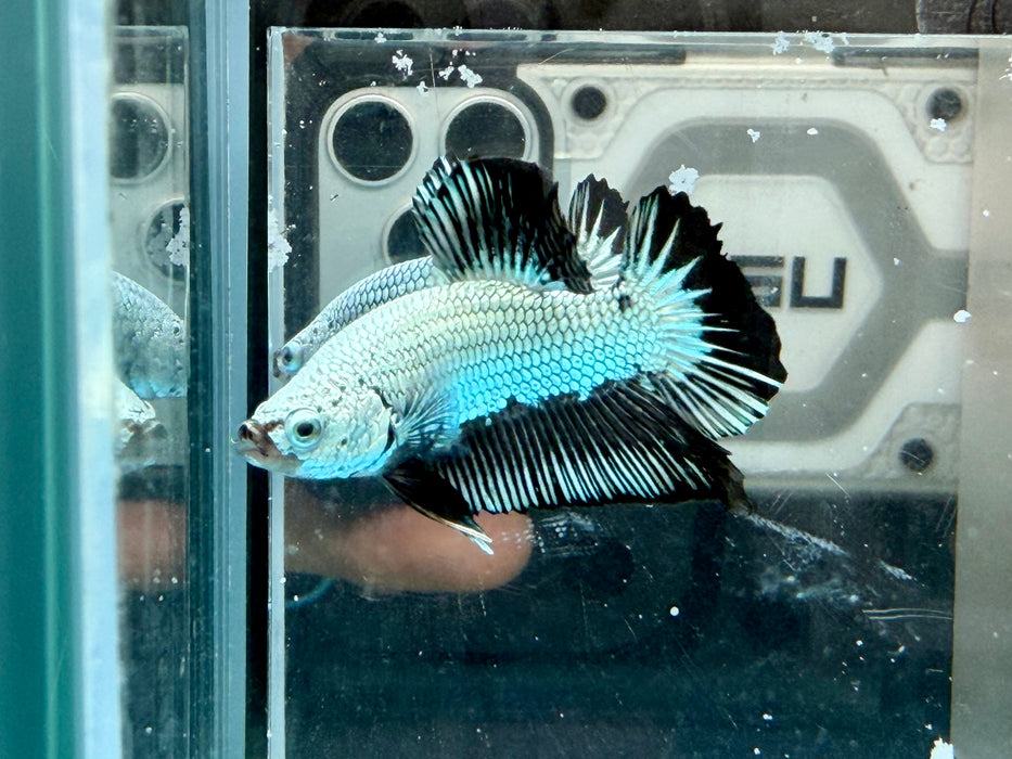 * Betta * HMPK (Actual Fish) #53