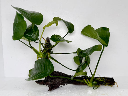 * Plants* Anubias On Spider Wood #13