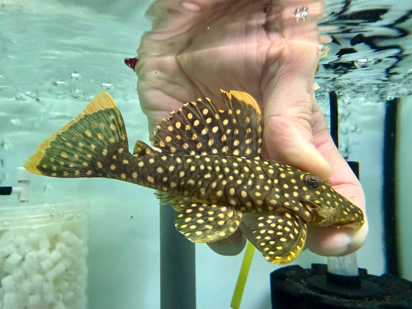 * Pleco * Baryancistrus xanthellus (L177 Golden nugget) 14-16cm