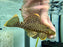 * Pleco * Baryancistrus xanthellus (L177 Golden nugget) 14-16cm
