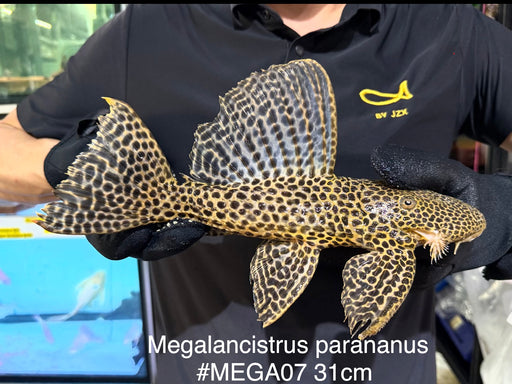 * Pleco *  Megalancistrus parananus “Yellow” #MEGA07 31cm (Actual piece)