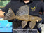 * Pleco *  Megalancistrus parananus “Yellow” #MEGA07 31cm (Actual piece)