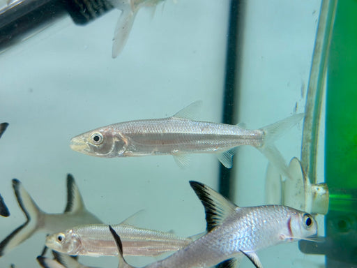 * Other Species * Hydrocynus goliath (GATF) 8-10cm