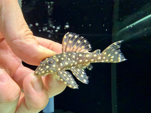 * Pleco *  Hypancistrus sp. (L201) 6-8cm
