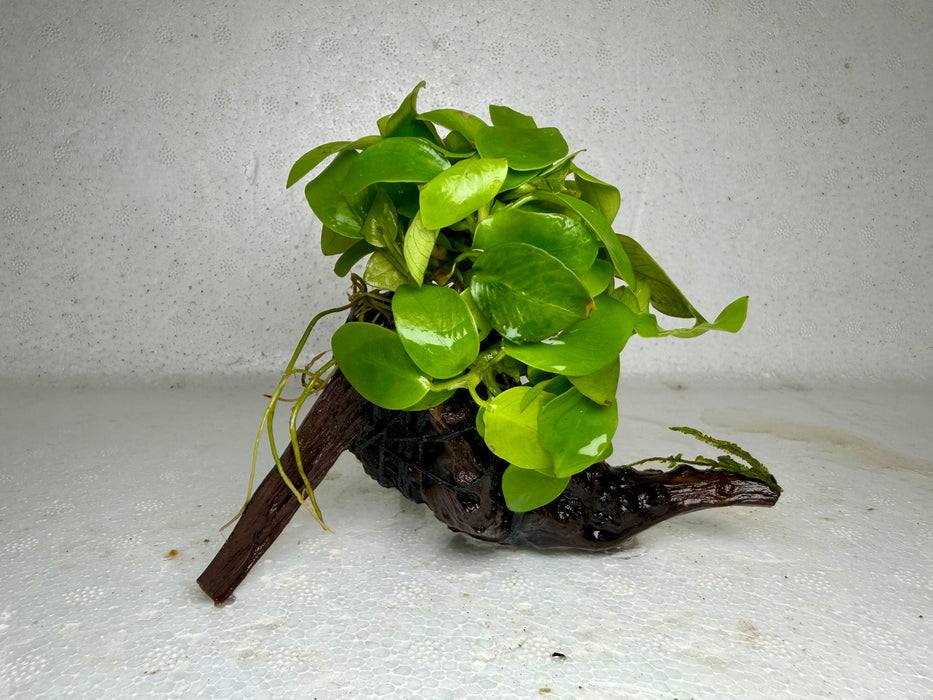 * Plants* Anubias Golden Nana on Spiderwood #83