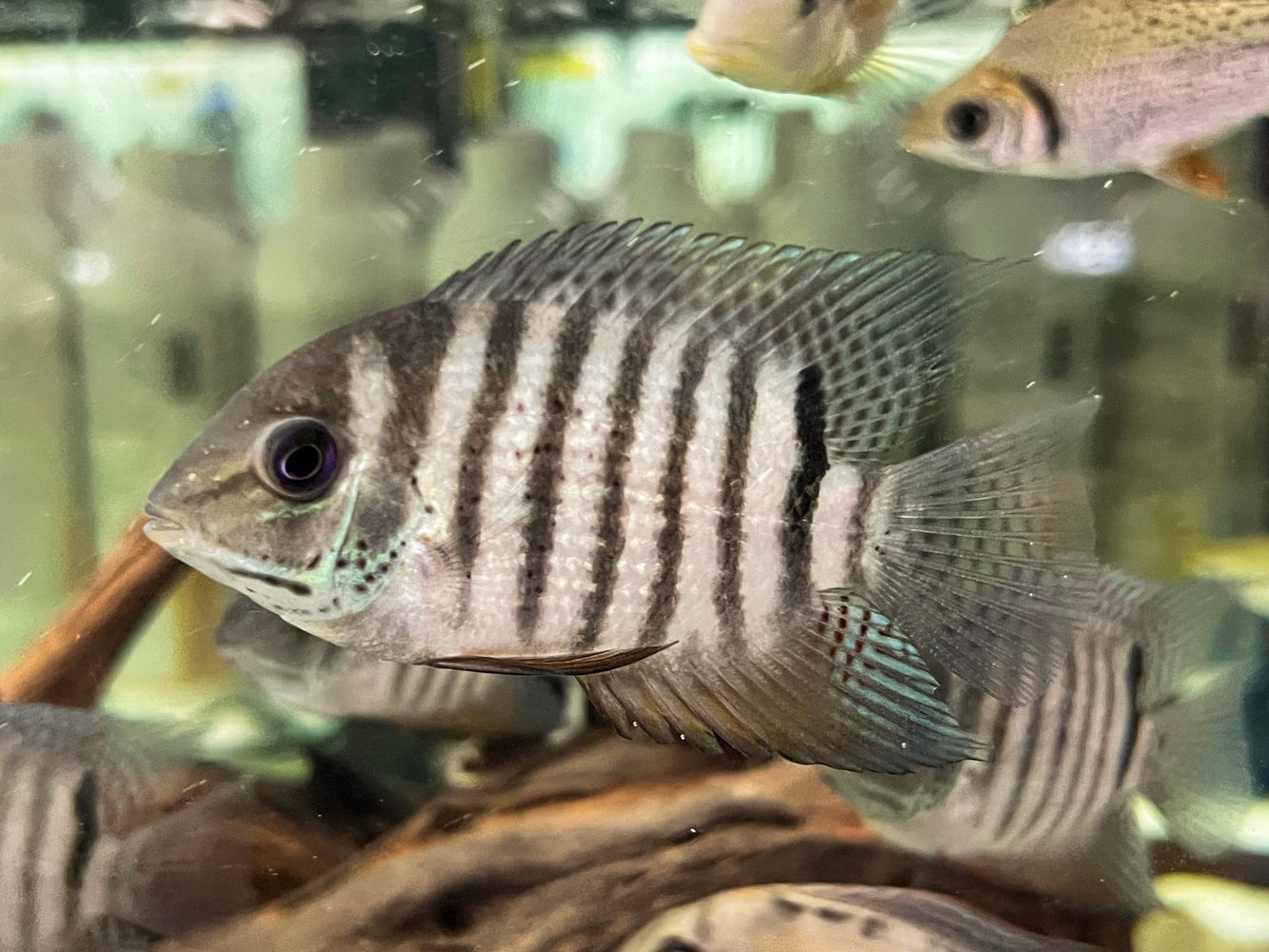 * Cichlid * Heros cf. notatus Brazil WILD 6-8cm