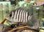 * Cichlid * Heros cf. notatus Brazil WILD 6-8cm