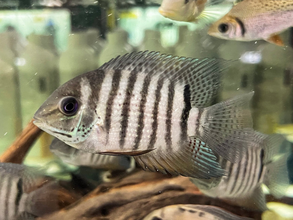 * Cichlid * Heros cf. notatus Brazil WILD 6-8cm