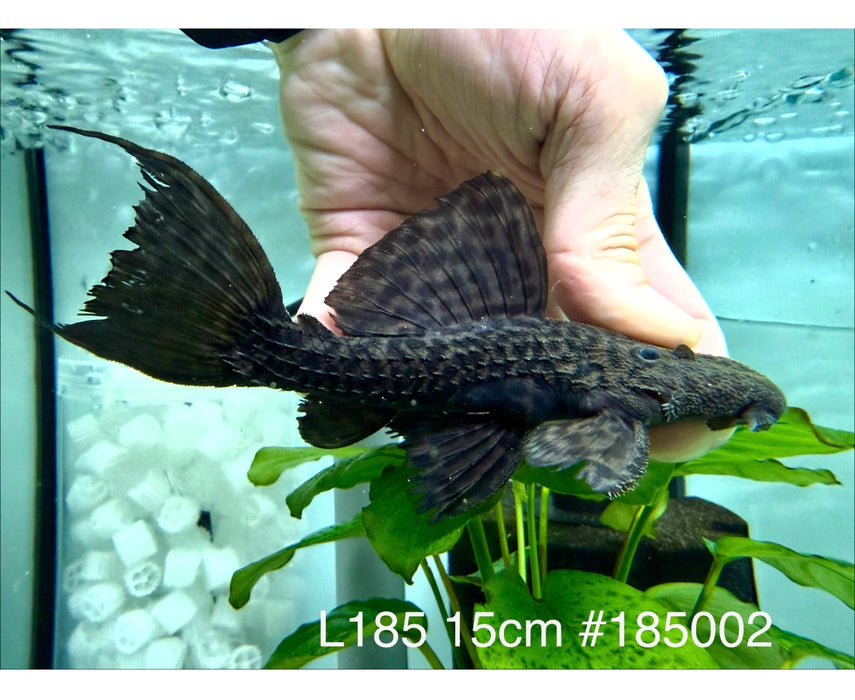 * Pleco *  L185 15cm #185002 (Actual piece)