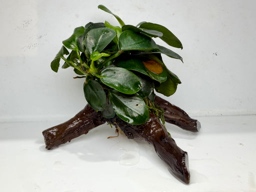 * Plants * Anubias Nana on Spiderwood #149