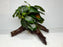 * Plants * Anubias Nana on Spiderwood #149
