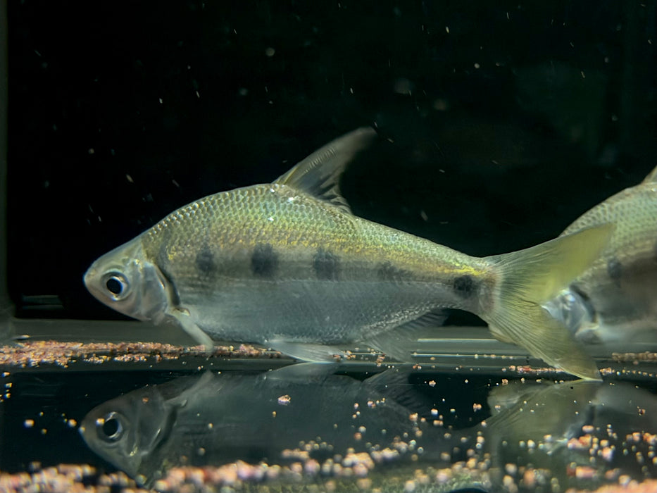 * Other Species * Rohtee Ogilbii (8-10cm)