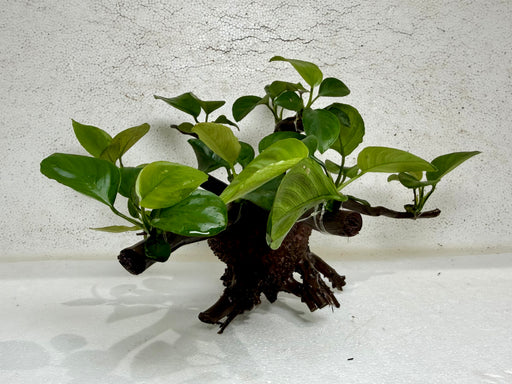 anubias bonsai tree Plants* Anubias Nana Bonsai #53 — jzxonline