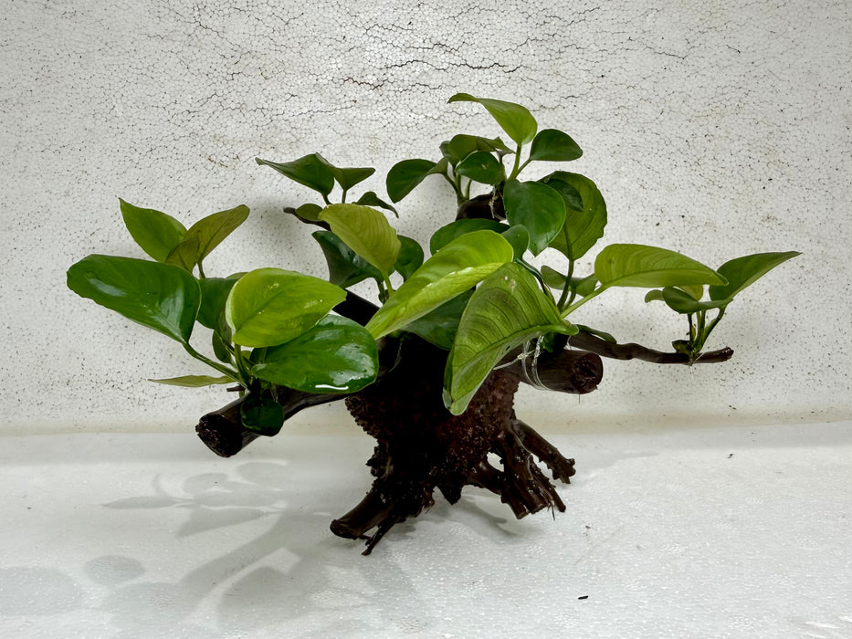 * Plants* Anubias Nana Bonsai #53
