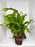 * Plants* Java Fern on Round coconut husk (cave) #JFRC7