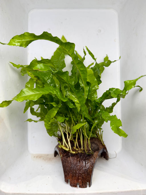 * Plants* Java Fern on Round coconut husk (cave) #JFRC7